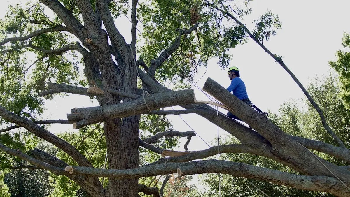 Professional Crown Thinning performed by certified arborists in Bryson