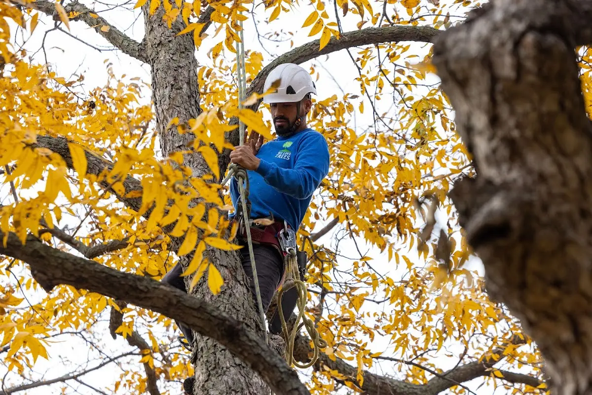 Skilled Tree Transplanting crew working in Bryson